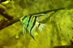 Pterophyllum scalare