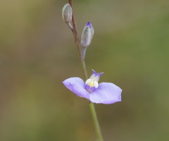 Comesperma defoliatum