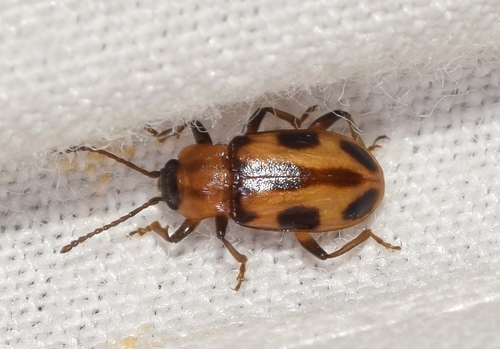 Ancylopus melanocephalus
