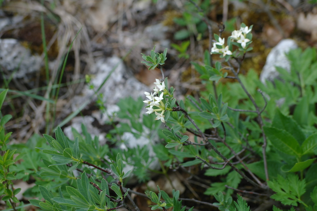 Daphne taurica
