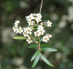 Sannantha pluriflora