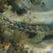 Western Jumping Blenny - Photo (c) QuestaGame, some rights reserved (CC BY-NC-ND)