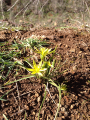 Gagea chlorantha