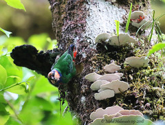 Red-Breasted Pygmy-Parrot photo 4