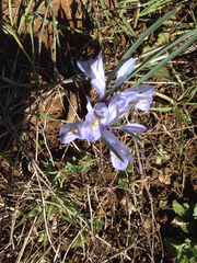 Iris histrio