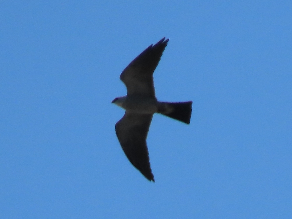 Mississippi Kite from Jacksonville, FL 32250, USA on July 24, 2023 at