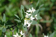 Daphne taurica