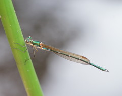 Austrolestes cingulatus