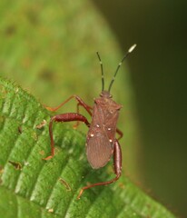 Leptoscelis quadrisignatus image