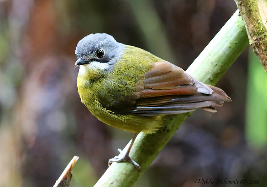 Green-Backed Robin