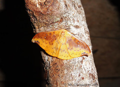 Tridrepana examplata