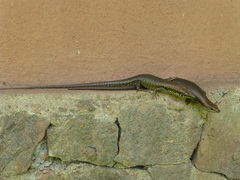 Trachylepis maculilabris