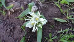 Ornithogalum lanceolatum