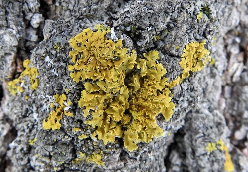 Hooded Sunburst Lichen