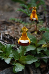 Calceolaria uniflora