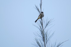 Pycnonotus aurigaster