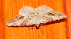 Chiasmia brongusaria