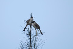 Pycnonotus aurigaster