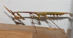 Empusa