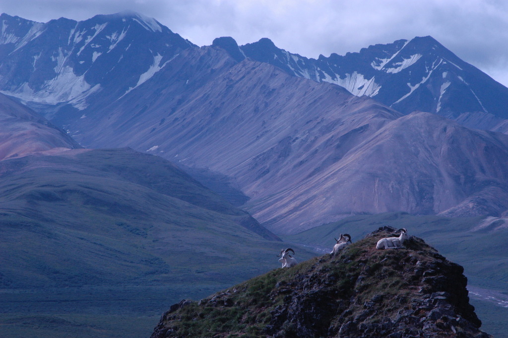 Dall's Sheep