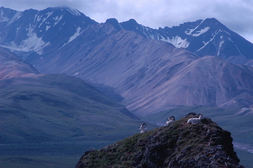 Dall's Sheep photographed in Alaska