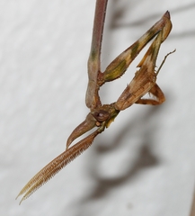 Empusa