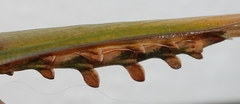 Empusa