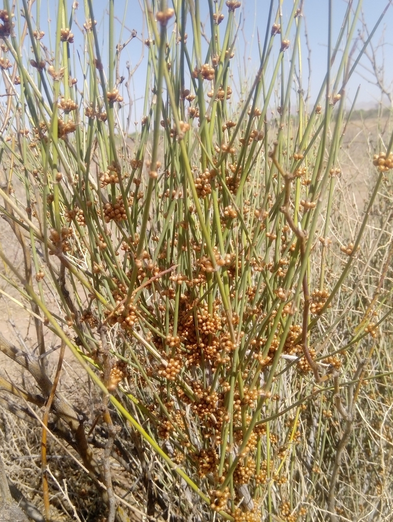 longleaf ephedra from 31852 Casas Grandes, Chih., México on March 28 ...