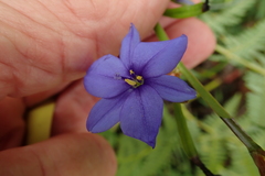 Aristea schizolaena