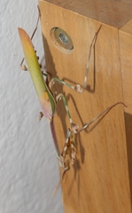 Empusa