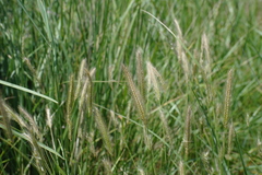 Hordeum secalinum