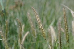Hordeum secalinum