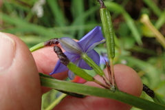Aristea schizolaena