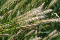 Hordeum secalinum