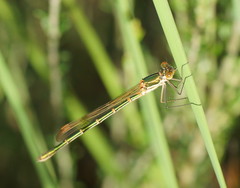 Austrolestes cingulatus