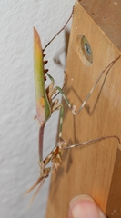 Empusa