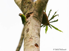 Cyclopsitta diophthalma