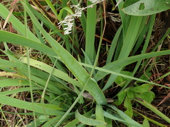 Aristea schizolaena