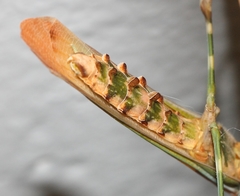 Empusa