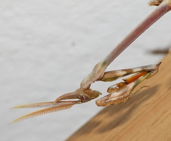 Empusa