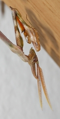 Empusa