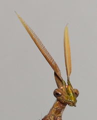 Empusa