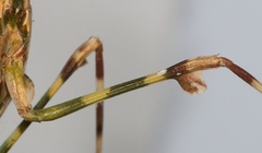 Empusa