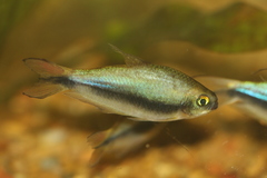 Nematobrycon palmeri