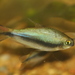 Pacific Characins - Photo (c) Andy Jones, some rights reserved (CC BY-NC)