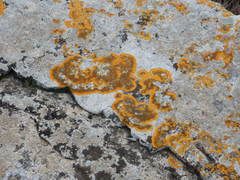 Variospora aurantia