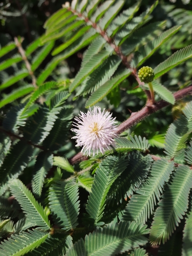 Giant Sensitive Plant