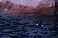 Fratercula corniculata