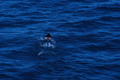 Fratercula corniculata