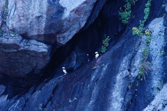 Fratercula corniculata